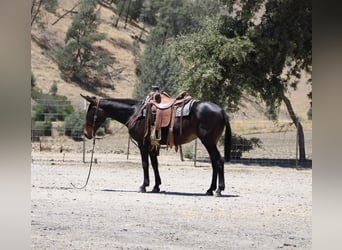 American Quarter Horse, Stute, 12 Jahre, 152 cm, Rotbrauner