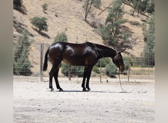 American Quarter Horse, Stute, 12 Jahre, 152 cm, Rotbrauner