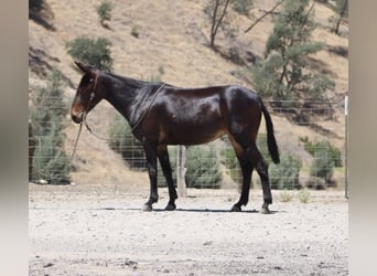 American Quarter Horse, Stute, 12 Jahre, 152 cm, Rotbrauner