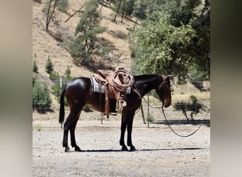 American Quarter Horse, Stute, 12 Jahre, 152 cm, Rotbrauner