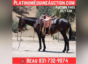 American Quarter Horse, Stute, 12 Jahre, 152 cm, Rotbrauner