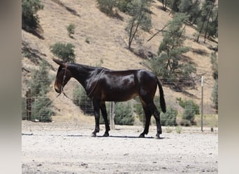 American Quarter Horse, Stute, 12 Jahre, 152 cm, Rotbrauner