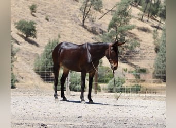 American Quarter Horse, Stute, 12 Jahre, 152 cm, Rotbrauner