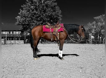 American Quarter Horse, Stute, 12 Jahre, 152 cm, Rotbrauner