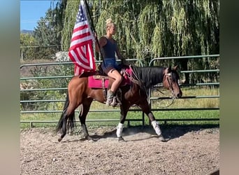 American Quarter Horse, Stute, 12 Jahre, 152 cm, Rotbrauner