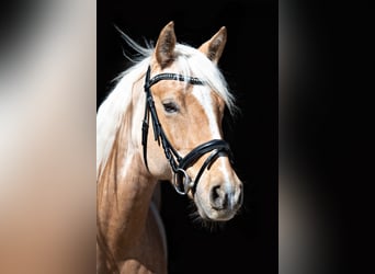 American Quarter Horse, Stute, 12 Jahre, 153 cm, Palomino