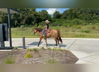 American Quarter Horse, Stute, 12 Jahre, 155 cm, Falbe