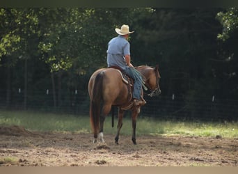 American Quarter Horse, Stute, 12 Jahre, 155 cm, Falbe