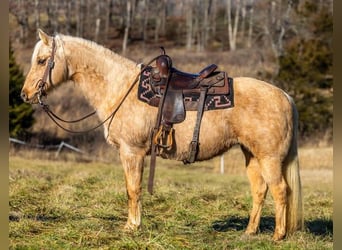 American Quarter Horse, Stute, 12 Jahre, 155 cm, Palomino