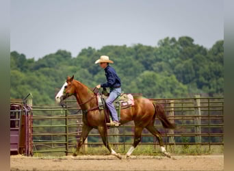 American Quarter Horse, Stute, 12 Jahre, 155 cm, Roan-Red