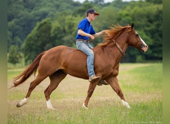 American Quarter Horse, Stute, 12 Jahre, 155 cm, Roan-Red