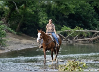 American Quarter Horse, Stute, 12 Jahre, 155 cm, Roan-Red