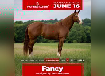 American Quarter Horse, Stute, 12 Jahre, 155 cm, Roan-Red
