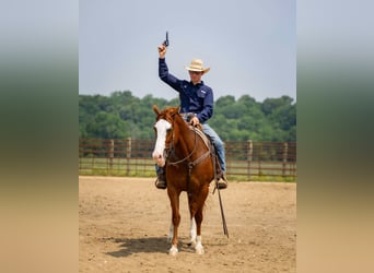 American Quarter Horse, Stute, 12 Jahre, 155 cm, Roan-Red