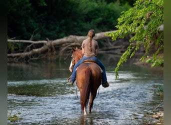 American Quarter Horse, Stute, 12 Jahre, 155 cm, Roan-Red