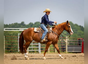 American Quarter Horse, Stute, 12 Jahre, 155 cm, Roan-Red