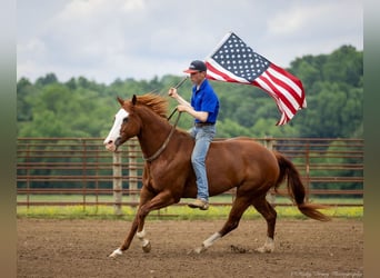 American Quarter Horse, Stute, 12 Jahre, 155 cm, Roan-Red