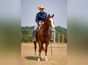 American Quarter Horse, Stute, 12 Jahre, 155 cm, Roan-Red