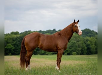 American Quarter Horse, Stute, 12 Jahre, 155 cm, Roan-Red