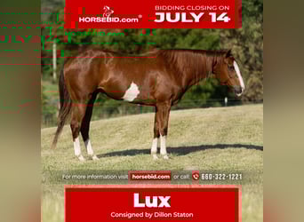 American Quarter Horse, Stute, 12 Jahre, 155 cm, Rotfuchs