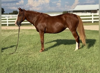 American Quarter Horse, Stute, 12 Jahre, 155 cm, Rotfuchs