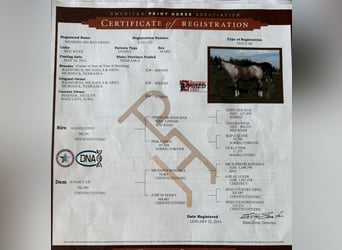 American Quarter Horse, Stute, 12 Jahre, 157 cm, Roan-Red