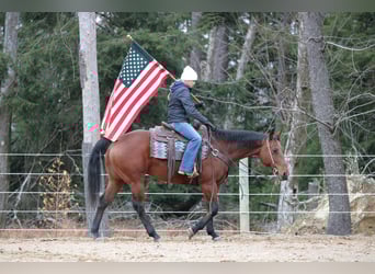 American Quarter Horse, Stute, 12 Jahre, 157 cm, Rotbrauner