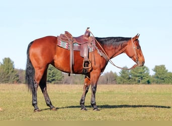 American Quarter Horse, Stute, 12 Jahre, 157 cm, Rotbrauner