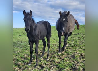 American Quarter Horse, Stute, 12 Jahre, 159 cm, Grullo