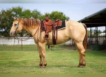 American Quarter Horse, Stute, 12 Jahre, 163 cm, Champagne