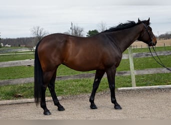 American Quarter Horse, Stute, 12 Jahre, 163 cm, Rotbrauner