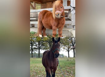 American Quarter Horse, Stute, 12 Jahre, 165 cm