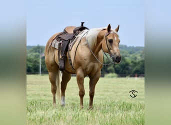 American Quarter Horse, Stute, 12 Jahre, 165 cm, Palomino