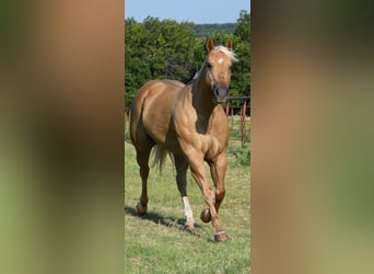 American Quarter Horse, Stute, 12 Jahre, 165 cm, Palomino