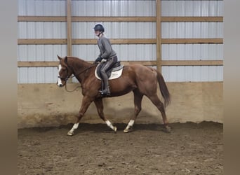 American Quarter Horse Mix, Stute, 12 Jahre, 175 cm, Dunkelfuchs