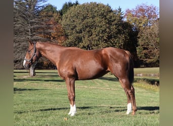 American Quarter Horse Mix, Stute, 12 Jahre, 175 cm, Dunkelfuchs