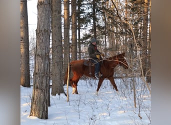 American Quarter Horse Mix, Stute, 12 Jahre, 175 cm, Dunkelfuchs