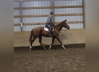 American Quarter Horse Mix, Stute, 12 Jahre, 175 cm, Dunkelfuchs