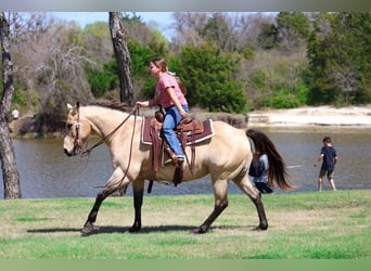 American Quarter Horse, Stute, 12 Jahre, Buckskin