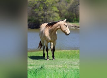 American Quarter Horse, Stute, 12 Jahre, Buckskin