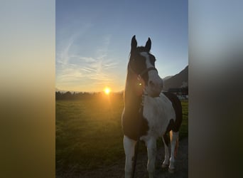 American Quarter Horse, Stute, 12 Jahre