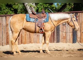 American Quarter Horse, Stute, 12 Jahre, Palomino