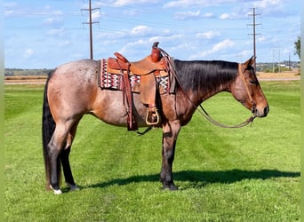 American Quarter Horse, Stute, 12 Jahre, Roan-Bay