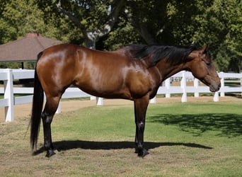 American Quarter Horse, Stute, 12 Jahre, Rotbrauner