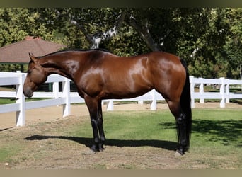 American Quarter Horse, Stute, 12 Jahre, Rotbrauner