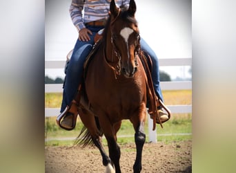 American Quarter Horse, Stute, 12 Jahre, Rotbrauner