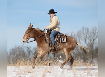 American Quarter Horse, Stute, 12 Jahre, Tobiano-alle-Farben