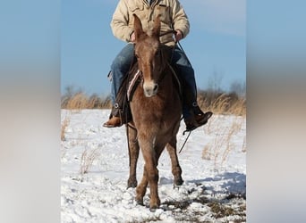 American Quarter Horse, Stute, 12 Jahre, Tobiano-alle-Farben