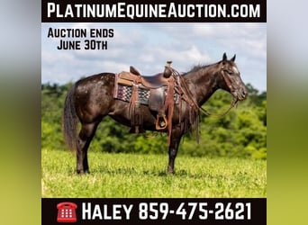 American Quarter Horse, Stute, 13 Jahre, 142 cm, Rappe