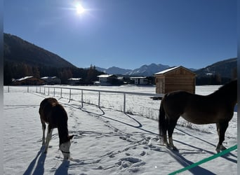 American Quarter Horse, Stute, 13 Jahre, 145 cm, Dunkelfuchs